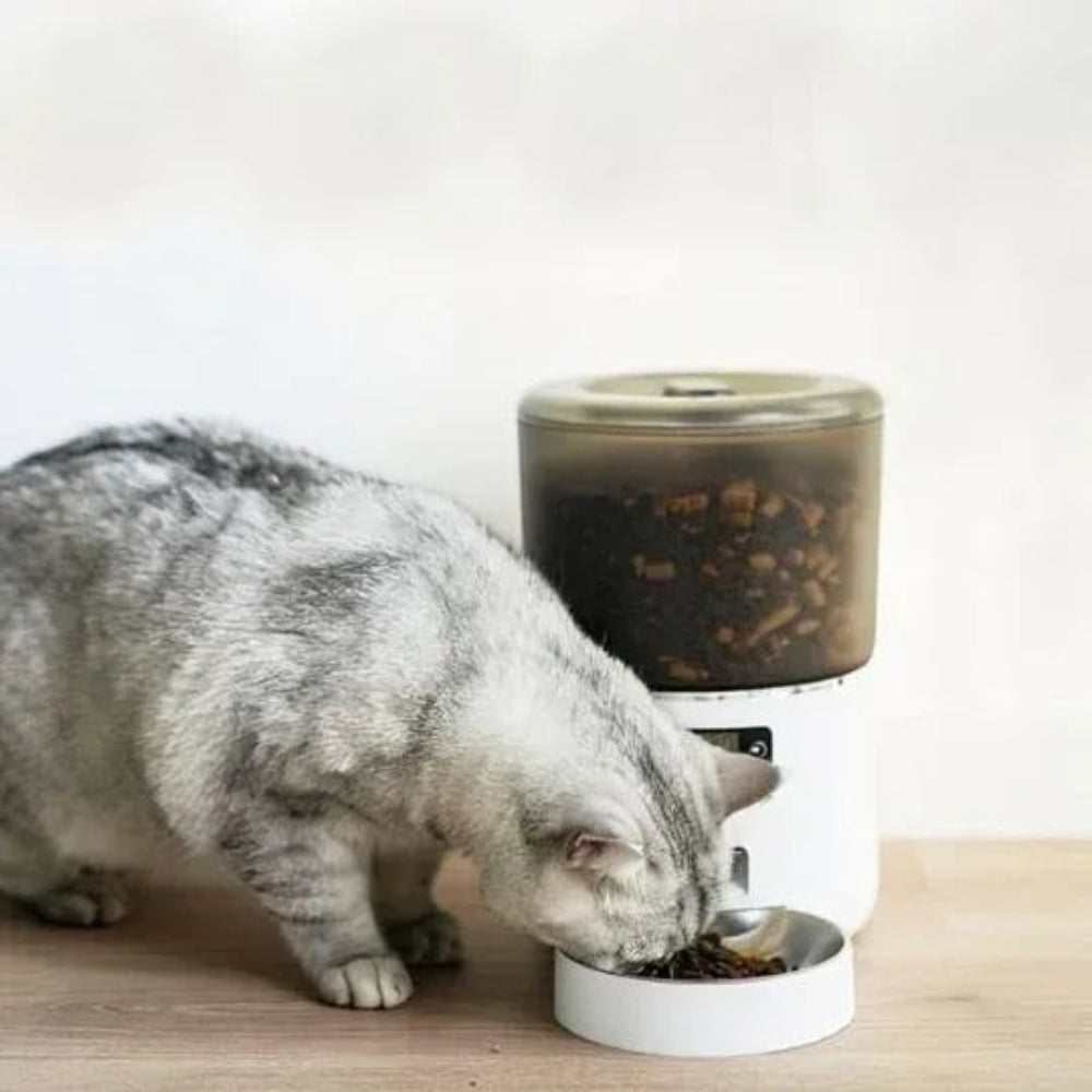 Distributeur automatique de croquettes chat pendant son repas