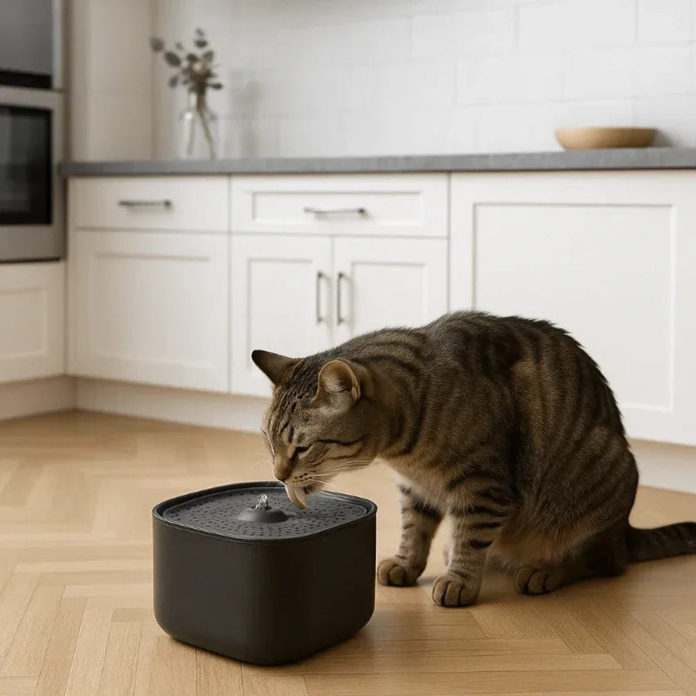 Fontaine à eau chat silencieuse dans une cuisine
