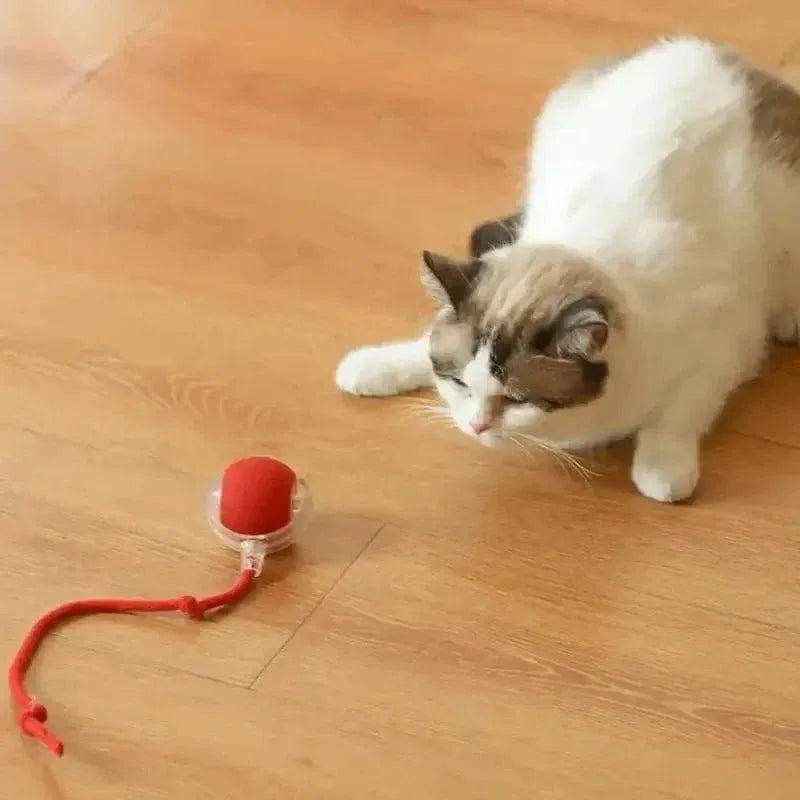 Balle lumineuse interactif pour Chat